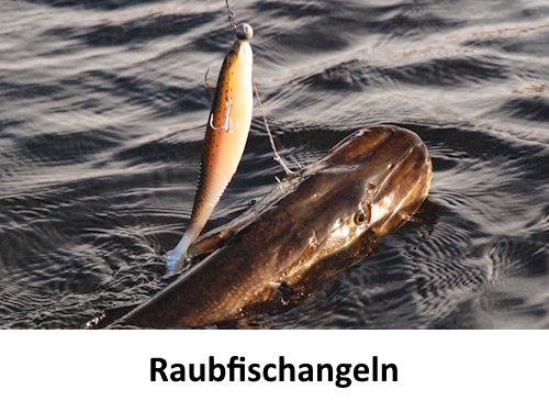 Raubfischangeln