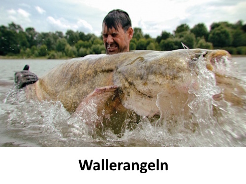 Wallerangeln